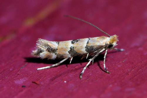 Réf. 327 627 : Phyllonorycter trifasciella